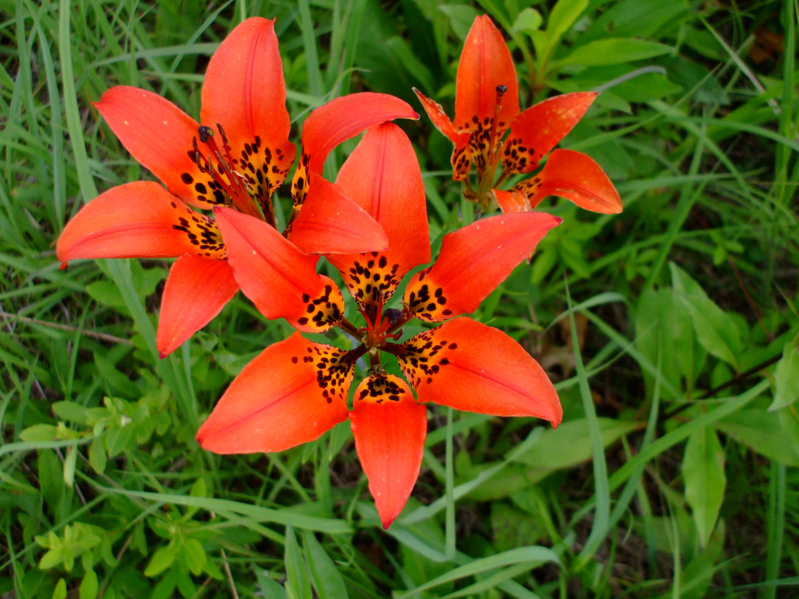 Lilium philadelphicum